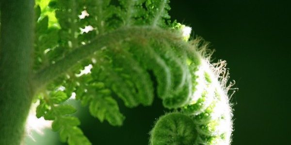 Manifiesto por la vida Manifiesto por la vida