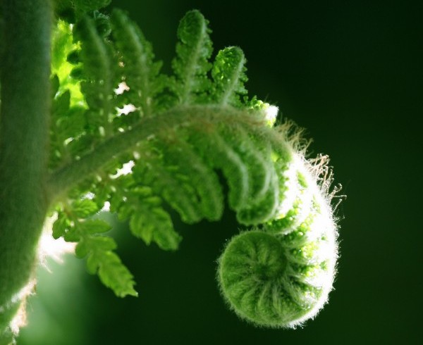 Manifiesto por la vida