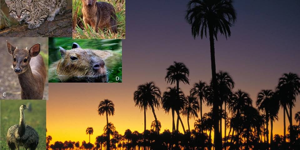 10945719_794764383923996_184760408572599421_n