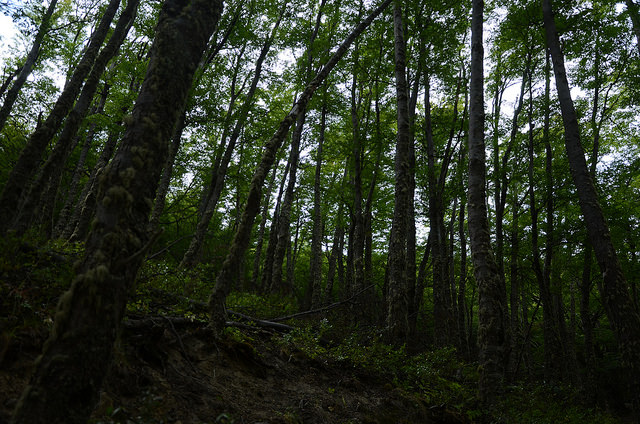 17083567511_f532de2479_z