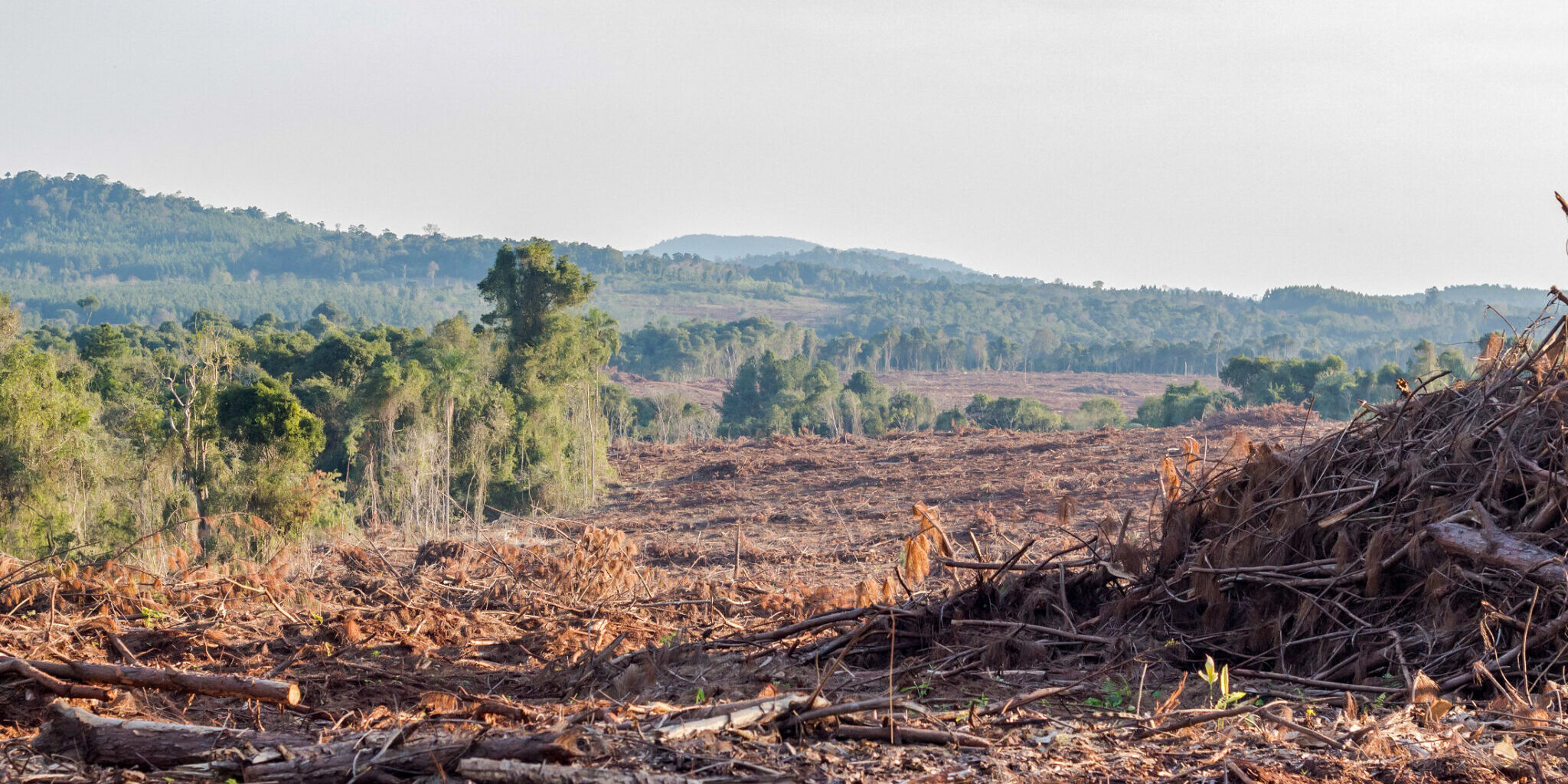 Defortation-Misiones_Credito_Emiliano-Salvador-2048×1365