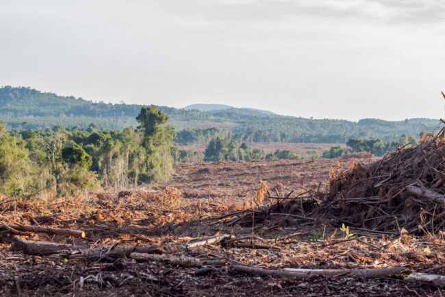 Defortation-Misiones_Credito_Emiliano-Salvador-2048×1365
